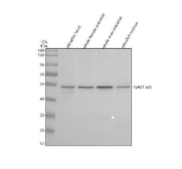 aza0a8m3b730 tead1a b primary antibodies wb testing 1