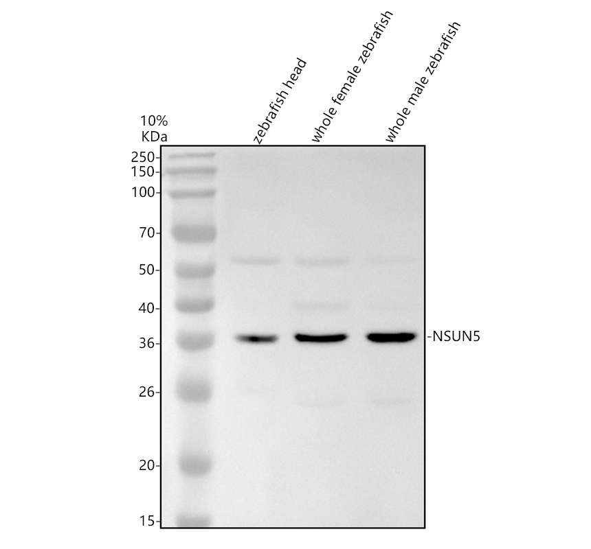 aza0a8m3bd27 nsun5 primary antibodies wb testing 1