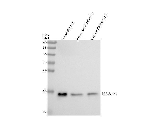 aza0a8m3bef6 ppp3r1a b primary antibodies wb testing 1