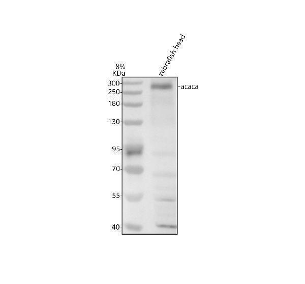 Western blot analysis of ACC1/ACACA using anti-ACC1/ACACA antibody (AZA0A8M6YZ52)
