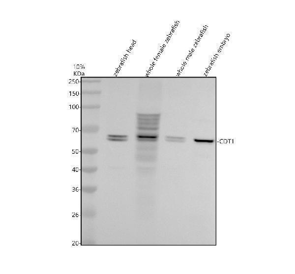 Western blot analysis of CDT1 using anti-CDT1 antibody (AZA0A8M6YZJ1)