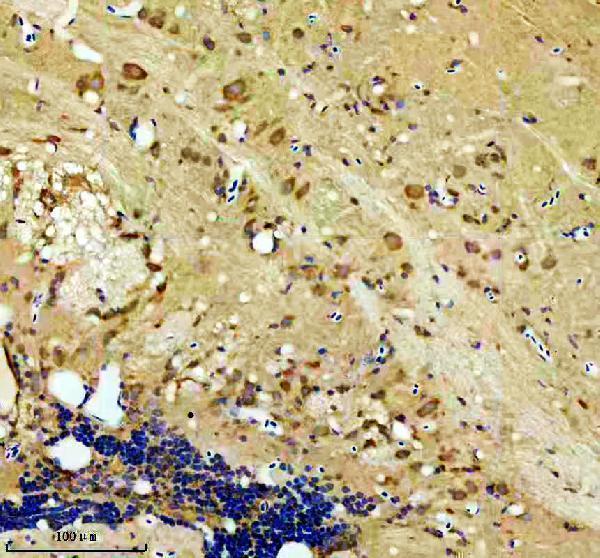  IHC analysis of HOOK3 using anti-HOOK3 antibody (AZA0A8M6Z0P5)