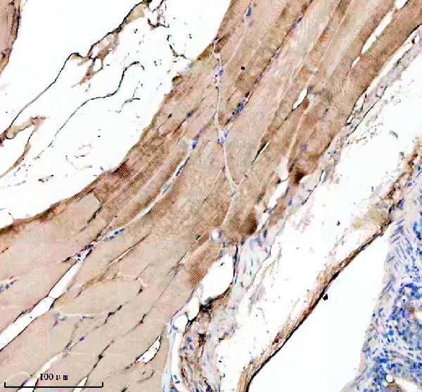 aza0a8m6z2b4 ckba b primary antibodies ihc testing 3