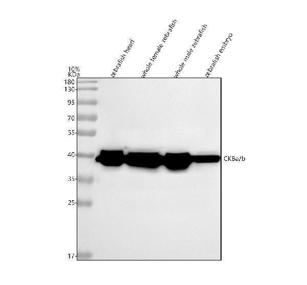 aza0a8m6z2b4 ckba b primary antibodies wb testing 1