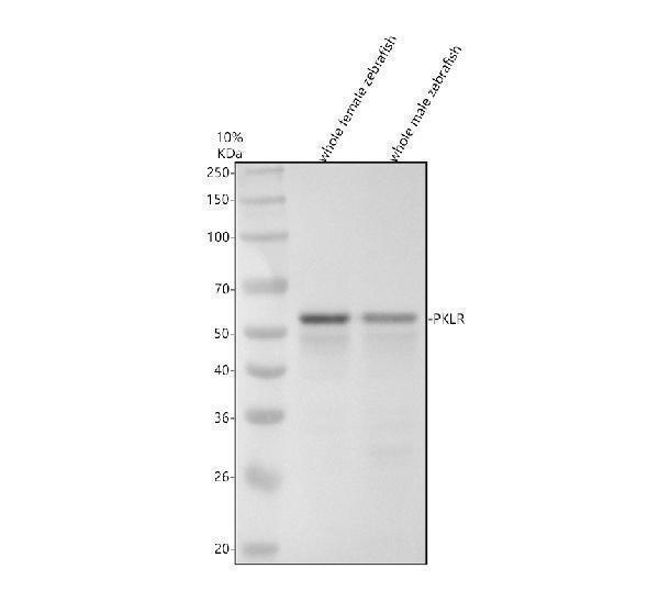 aza0a8m9nz14 pklr primary antibodies wb testing 1