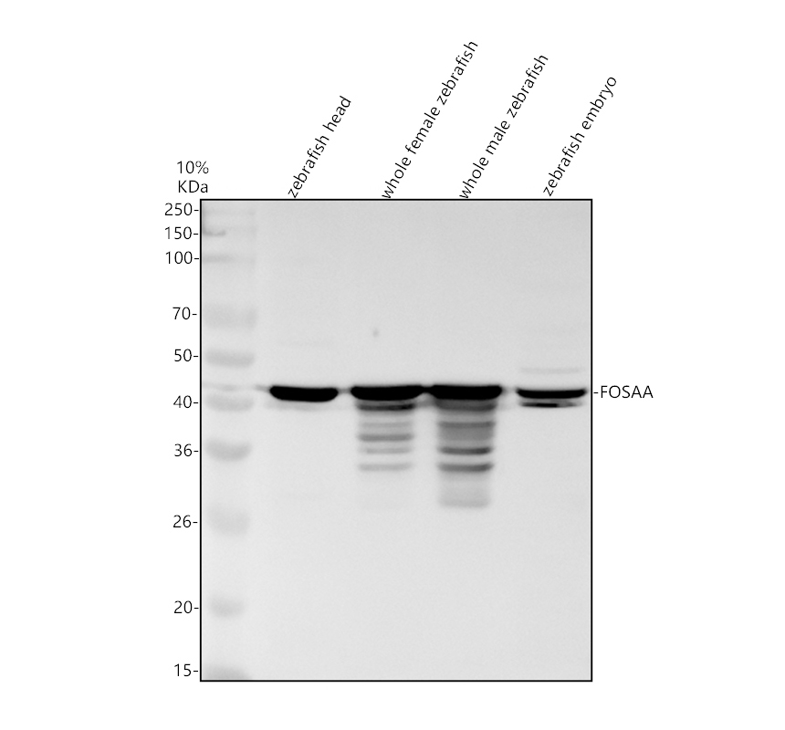 aza0a8m9p0s1 fosaa primary antibodies wb testing 1