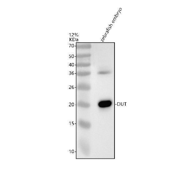 aza0a8m9p120 dut primary antibodies wb testing 1