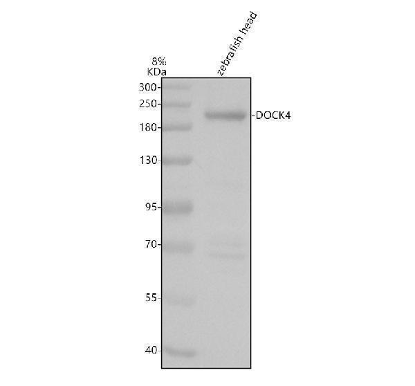 aza0a8m9peg0 dock4a primary antibodies wb testing 1
