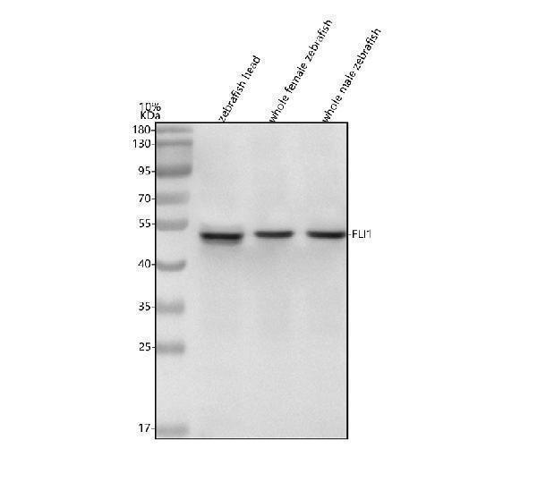  Western blot analysis of FLI1 using anti-FLI1 antibody (AZA0A8M9PLW9)