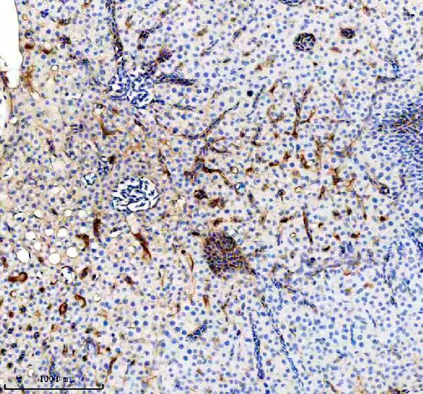 aza0a8m9prt8 glsa b primary antibodies ihc testing 3