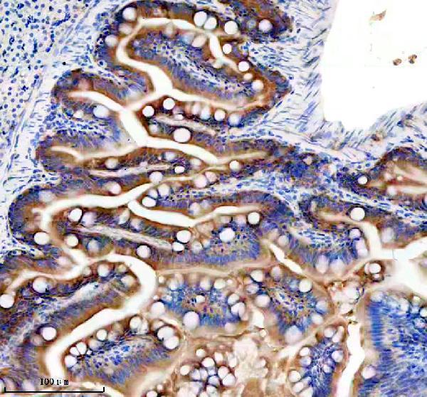 aza0a8m9prt8 glsa b primary antibodies ihc testing 4