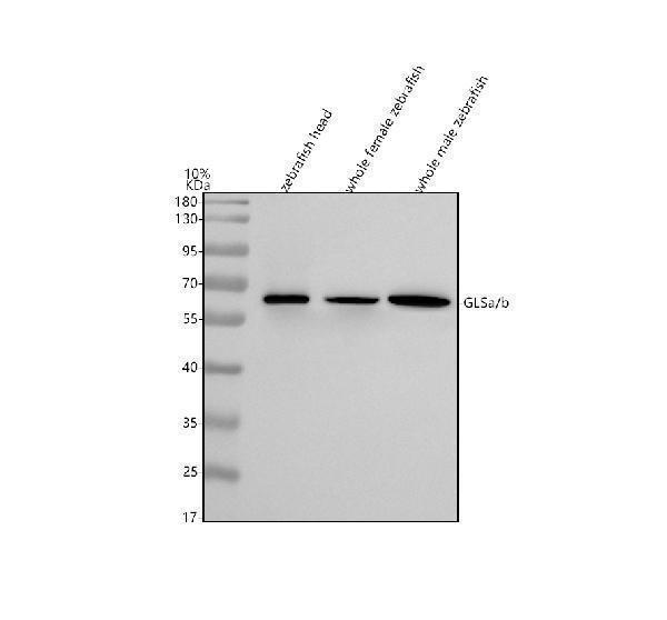aza0a8m9prt8 glsa b primary antibodies wb testing 1