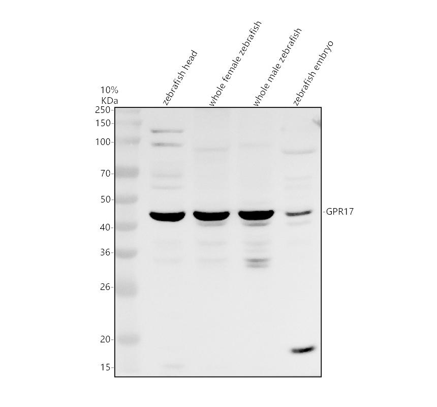aza0a8m9pym7 gpr17 primary antibodies wb testing 1