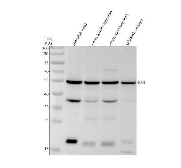 Western blot analysis of GSR using anti-GSR antibody (AZA0A8M9QB21)