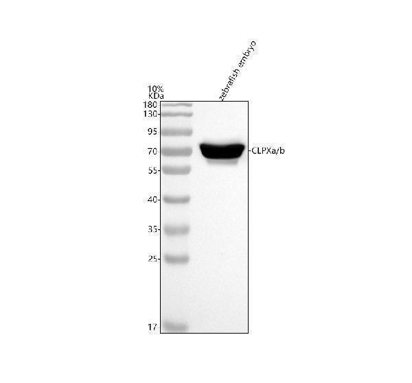 aza0a8m9qbu1 clpxa b primary antibodies wb testing 1