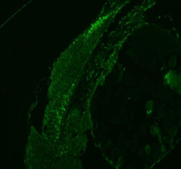  IF analysis of HNRNPD using anti-HNRNPD antibody (AZA0A8M9QC46)