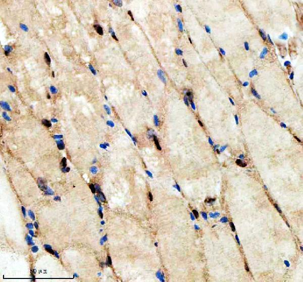 aza0a8m9qc46 hnrnpd primary antibodies ihc testing 7