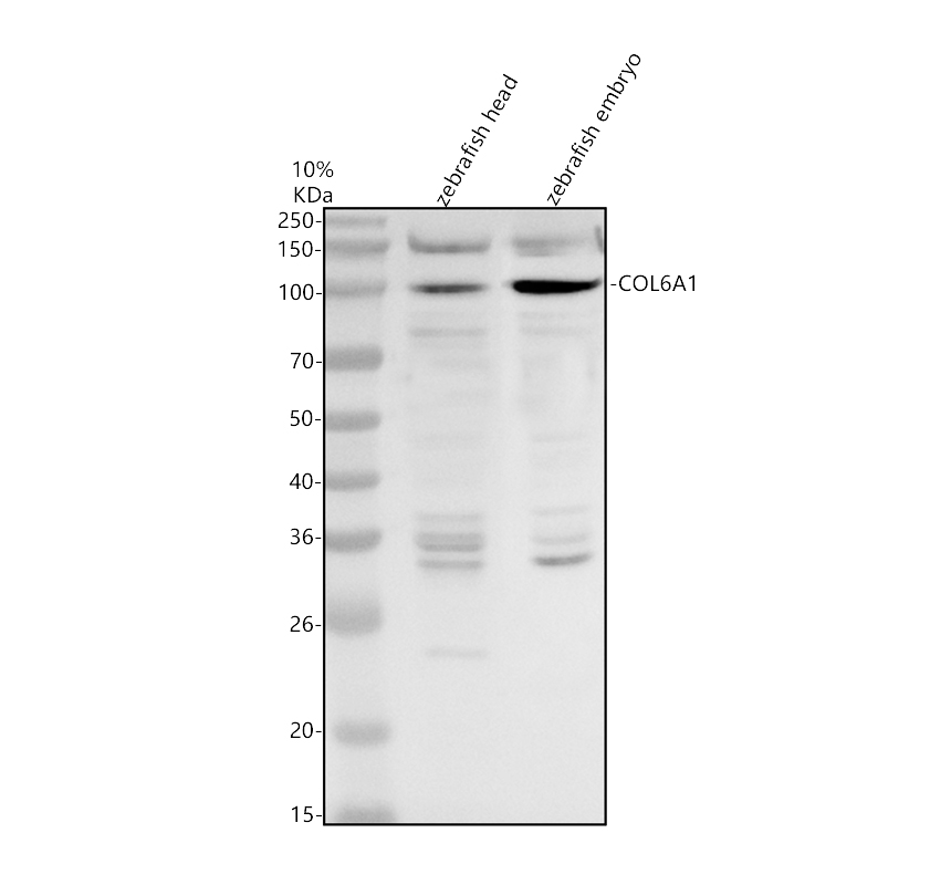 aza0ab32u3a8 col6a1 primary antibodies wb testing 1