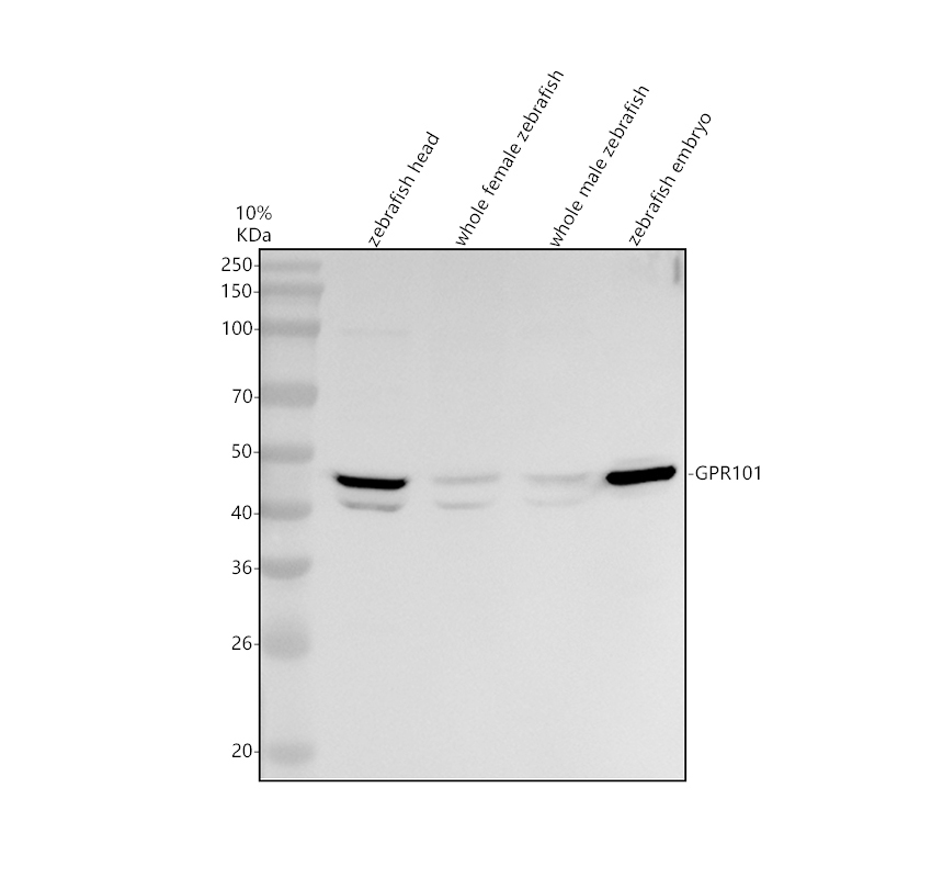 aza0ac58h7z7 gpr101 primary antibodies wb testing 1