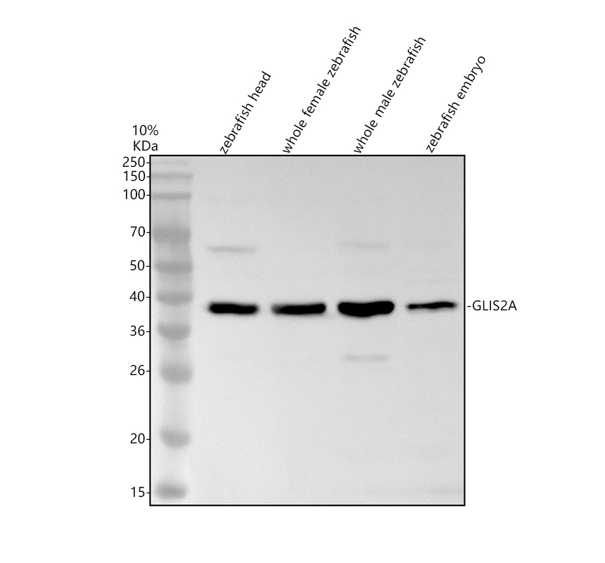 aza0ac58ihw0 glis2a primary antibodies wb testing 1