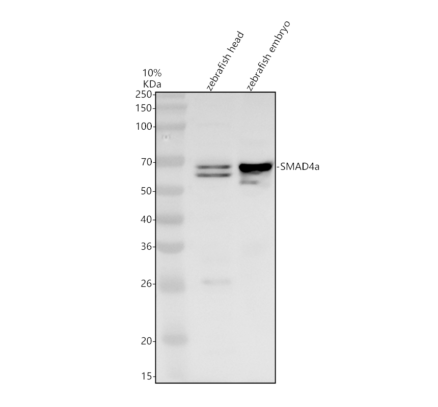 aza0acm8qfg4 smad4a primary antibodies wb testing 1