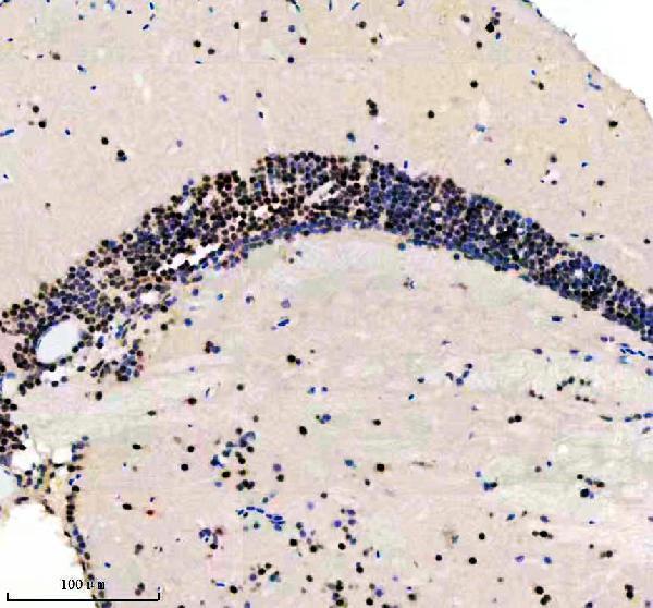  IHC analysis of CROP/LUC7L3 using anti-CROP/LUC7L3 antibody (AZA1L1N4)