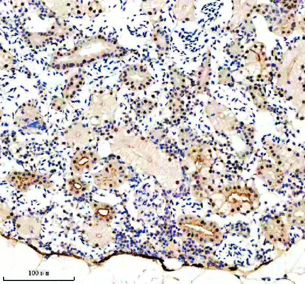 aza1l1n4 luc7l3 primary antibodies ihc testing 4
