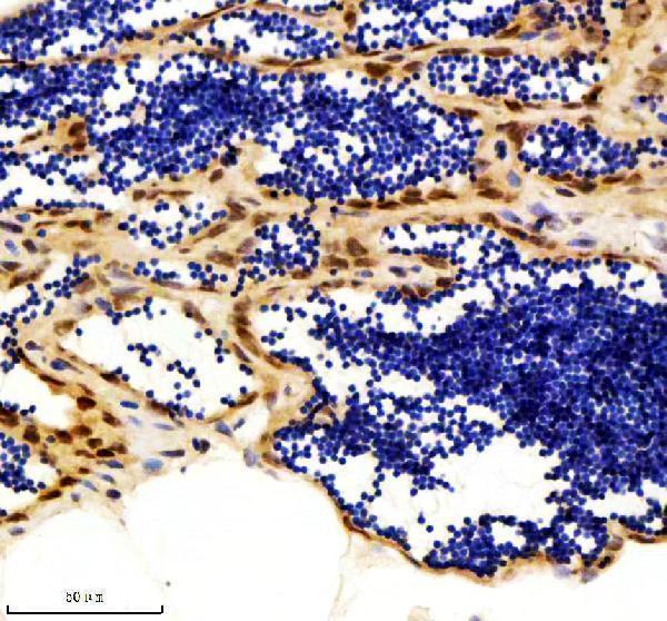 aza1l1n4 luc7l3 primary antibodies ihc testing 5