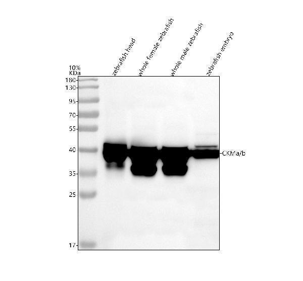 aza2bha3 ckma b primary antibodies wb testing 1