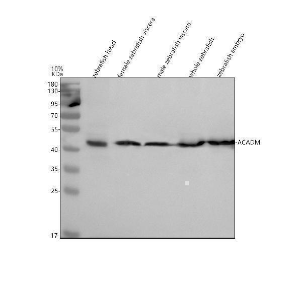  Western blot analysis of ACADM using anti-ACADM antibody (AZA2CG95-1)
