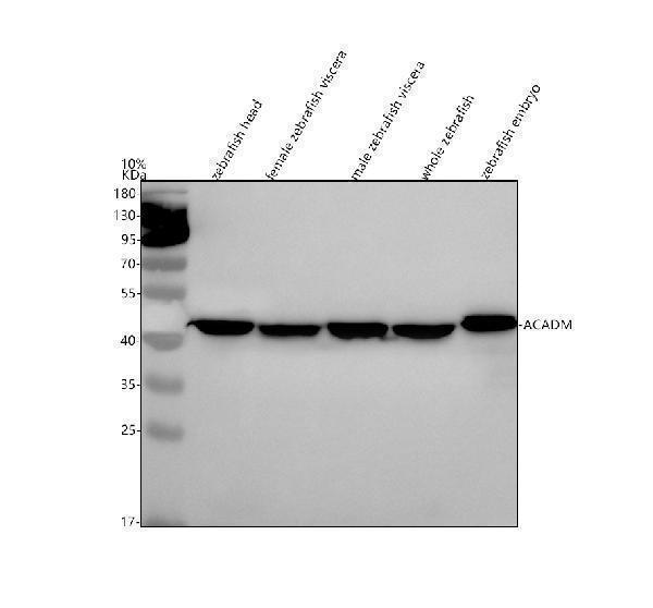  Western blot analysis of ACADM using anti-ACADM antibody (AZA2CG95)