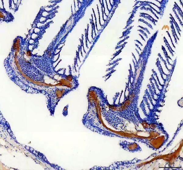 aza2rqr3 col10a1a primary antibodies ihc testing 3