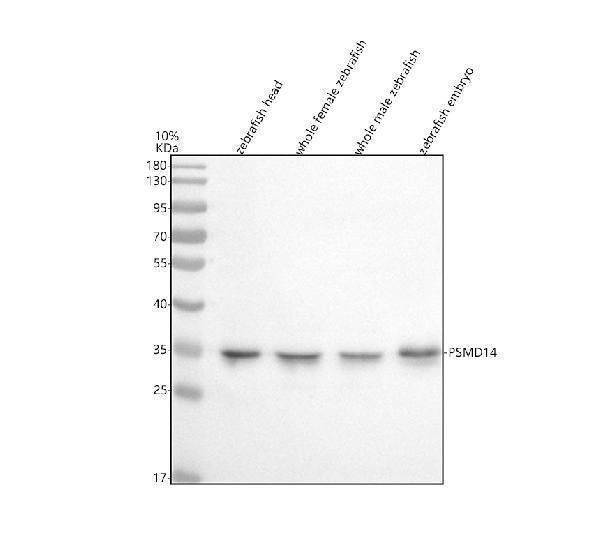 Western blot analysis of PSMD14 using anti-PSMD14 antibody (AZA3KNN5)