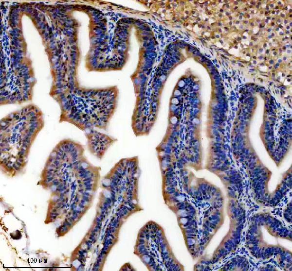 aza3kns3 ihha primary antibodies ihc testing 1