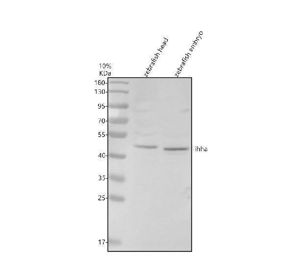 aza3kns3 ihha primary antibodies wb testing 1