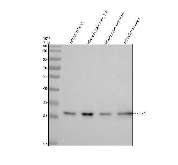 Western blot analysis of PRDX4 using anti-PRDX4 antibody (AZA3KP44)