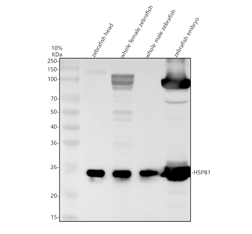 aza4vak4 hspb1 primary antibodies wb testing 1