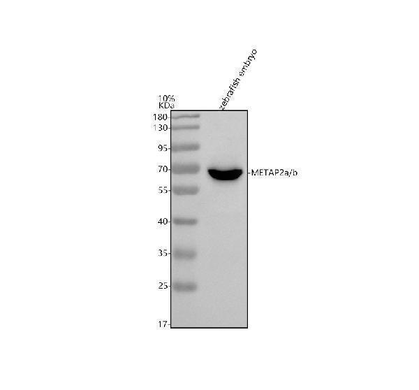 aza5wvx8 metap2a b primary antibodies wb testing 1