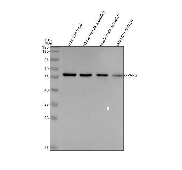  Western blot analysis of PPAR Gamma/PPARG using anti-PPAR Gamma/PPARG antibody (AZA6XMH6)