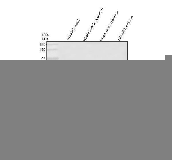 Western blot analysis of HNF4A using anti-HNF4A antibody (AZA8E5K2)