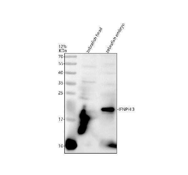 aza8e6e3 ifnphi3 primary antibodies wb testing 1