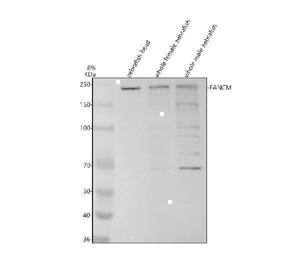 aza8qlh8 fancm primary antibodies wb testing 1