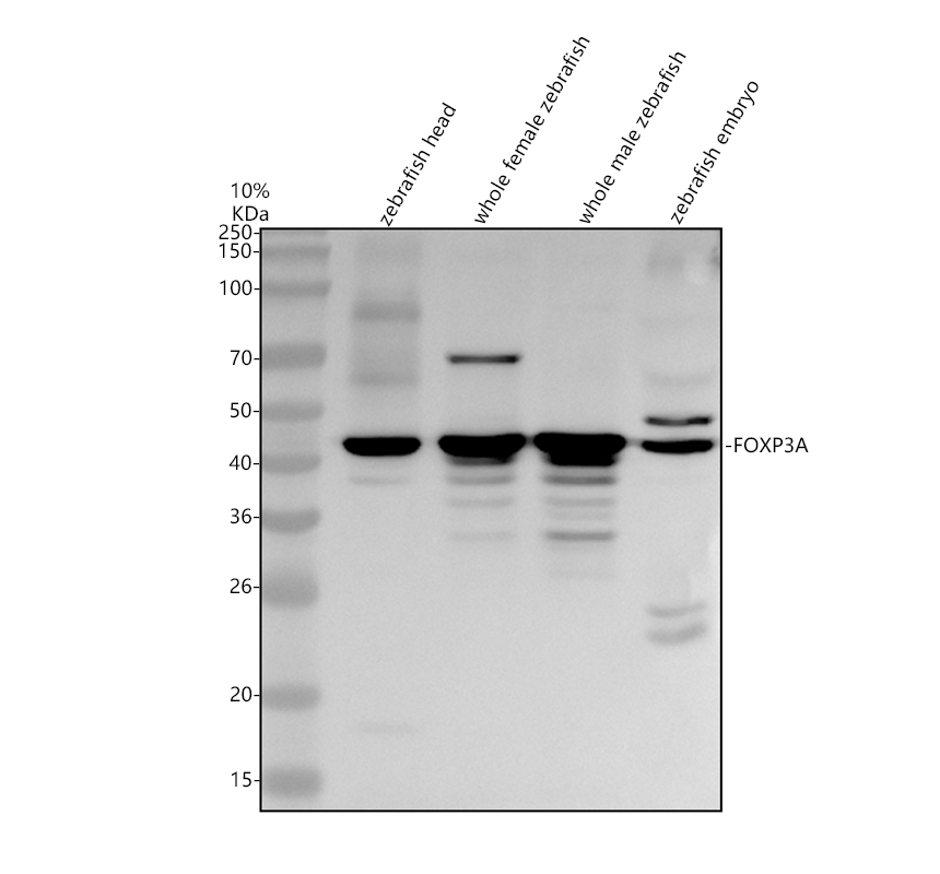Western blot analysis of FOXP3A using anti-FOXP3A antibody (AZA8WFW7)