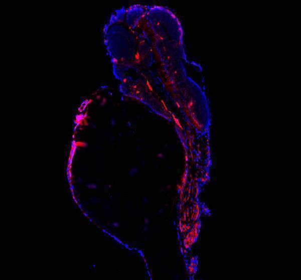 aza8wgc6 atp5f1ba primary antibodies if testing 5