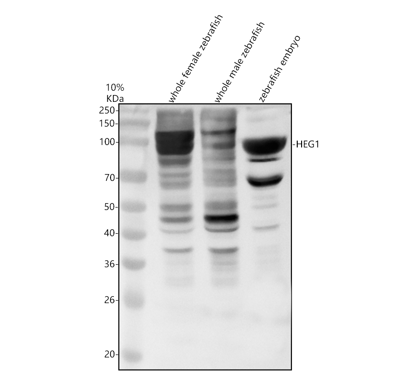 aza9c3v5 heg1 primary antibodies wb testing 1