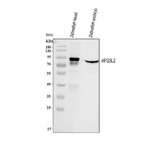  Western blot analysis of Zebrafish AFG3L2 using anti-Zebrafish AFG3L2 antibody (AZA9JRG9)