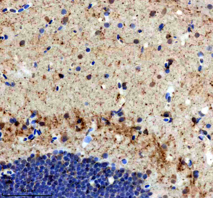 aza9jsu9 ca4a primary antibodies ihc testing 1