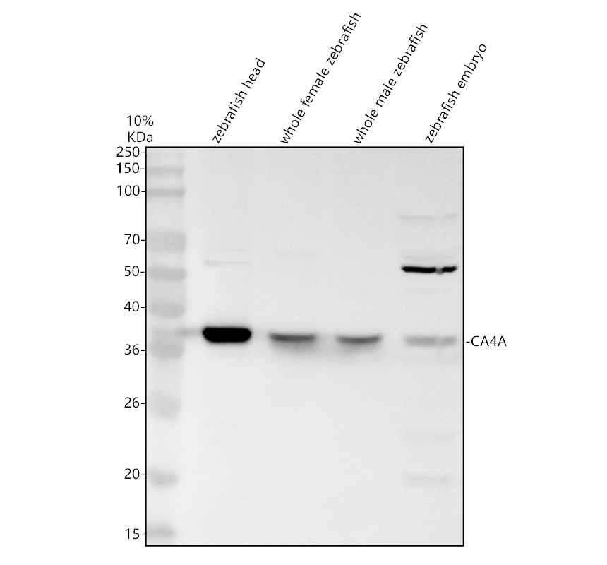 aza9jsu9 ca4a primary antibodies wb testing 1