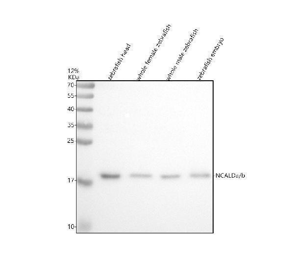 aza9jth1 ncalda b primary antibodies wb testing 1