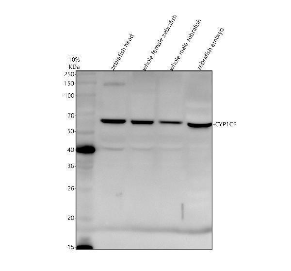 azb0jzn5 cyp1c2 primary antibodies wb testing 1